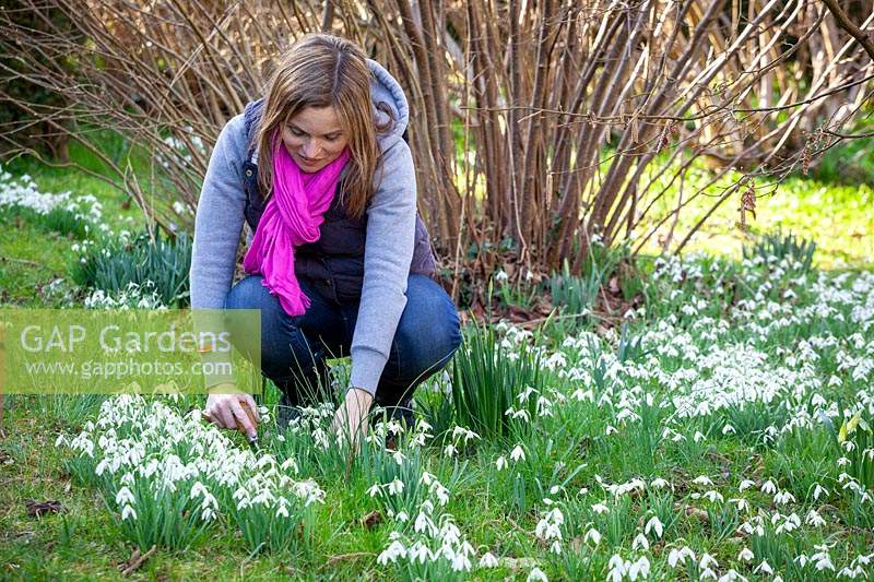 Digging up and dividing clumps of snowdrops - Galanthus nivalis - soon after they have flowered - known as 'in the green'