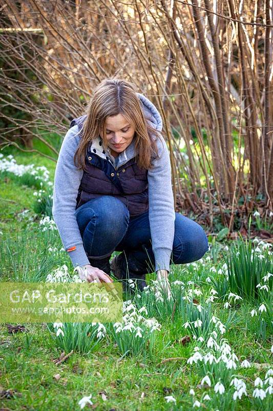 Digging up and dividing clumps of snowdrops - Galanthus nivalis 'in the green' soon after they have flowered.