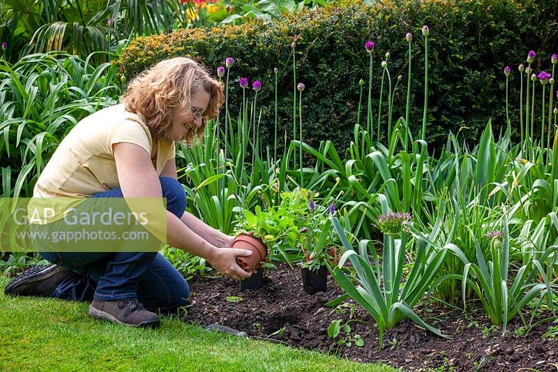 Planting salvias in front of alliums in a border to disguise their dying foliage. 