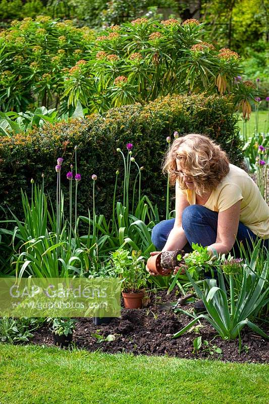 Planting salvias in front of alliums in a border to disguise their dying foliage. 