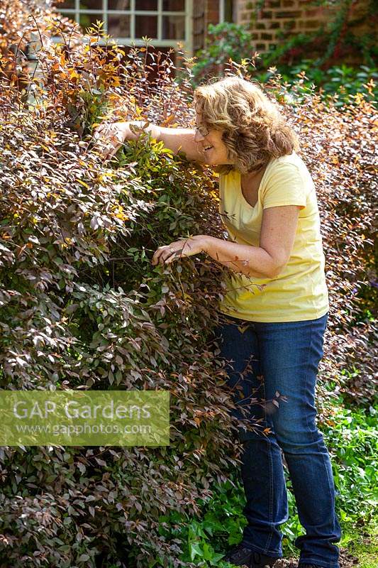 Checking for birds' nests before cutting a hedge.