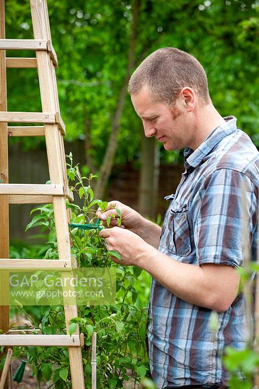Tying in a clematis to a wooden obelisk plant support with garden ribbon