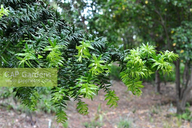 Araucaria bidwillii - bunya bunya pine