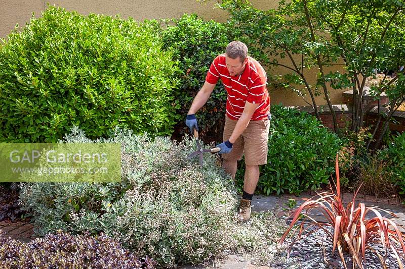 Cutting back a summer flowering shrub - Senecio - with hand shears after it has finished flowering