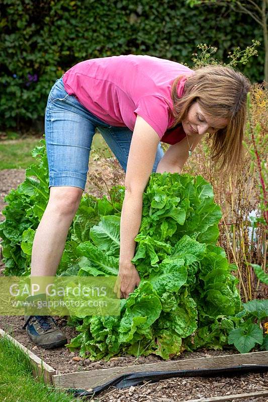Removing Lettuces that have bolted