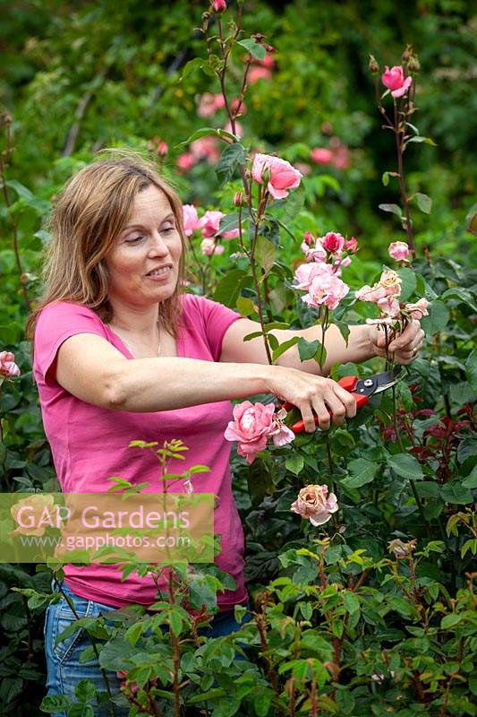 Deadheading Rosa - Rose - bushes to ensure longer flowering season
