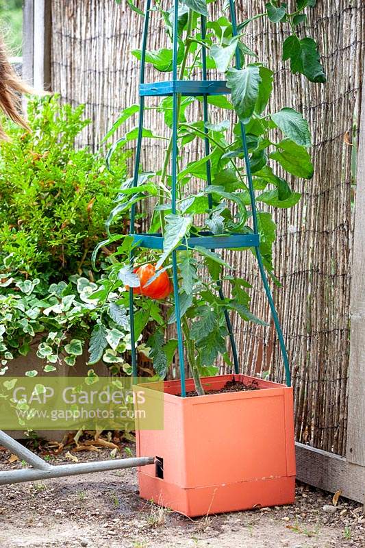 Tomato planter with watering hole reservoir and stand