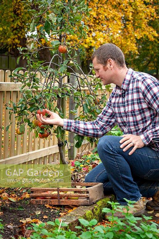 Checking Malus domestica - Apple - fruits are ripe before picking 