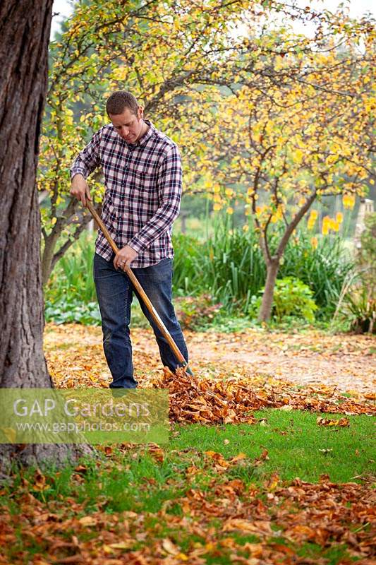Clearing leaves from a lawn using a tine rake