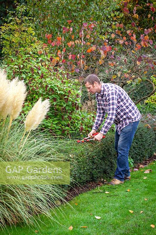 Trimming a low evergreen hedge - Lonicera nitida - using hand shears