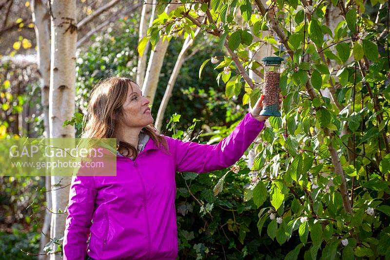 Putting up a hanging bird feeder filled with peanuts in a tree
