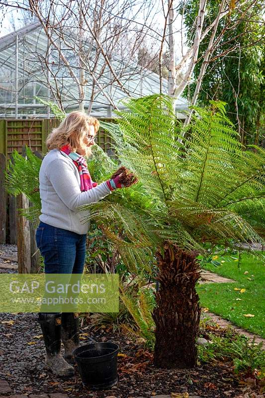 Protecting a Dicksonia antartica - Tree Fern by covering the crown with straw or hay