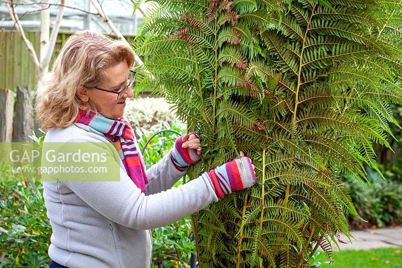 Protecting a Dicksonia antartica - Tree Fern by covering the crown with straw or hay then wrapping up the fronds