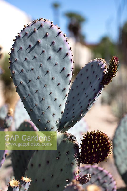 Opuntia santa rita - Prickly Pear - cactus