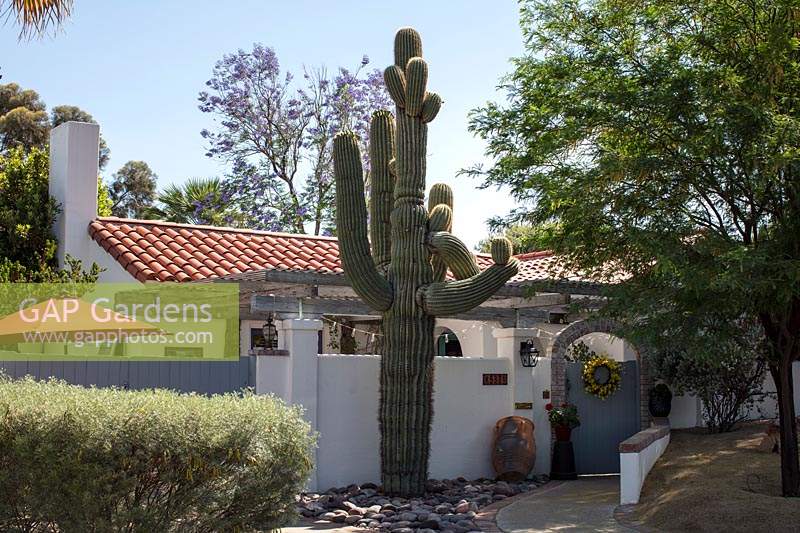 Carnegiea gigantea - Saguaro - cactus in the garden at the front of a suburban home