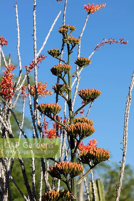 Agave Americana - Century Plant - in bud adjacent to a blossoming Fouquieria splendens - Ocatillo