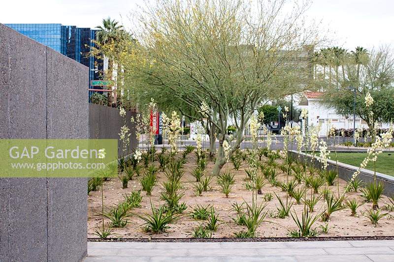 Border with Cercidium microphyllum 'Palo verde tree' and Yucca elata 'soaptree yucca' outside Phoenix Art Museum, Arizona.