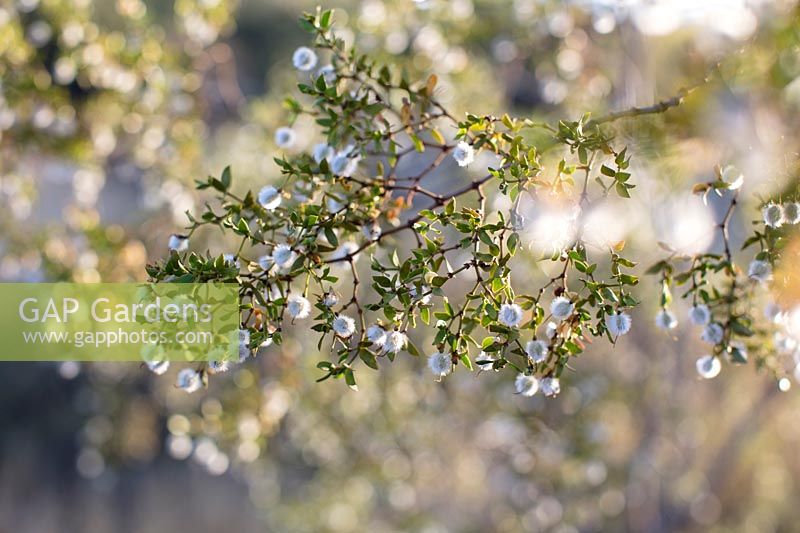 Laria tridentata - Creosote Bush or Greasewood