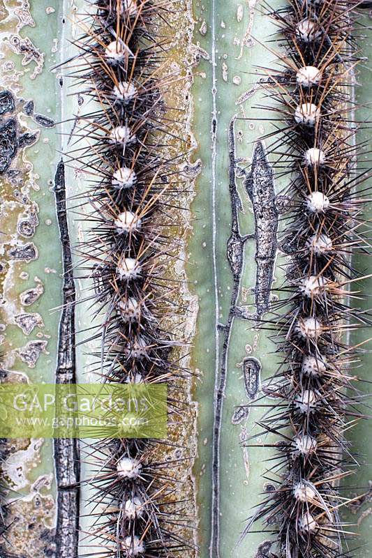 Trunk of Carnigiea gigantea 'Saguaro cactus' showing pattern of spines.