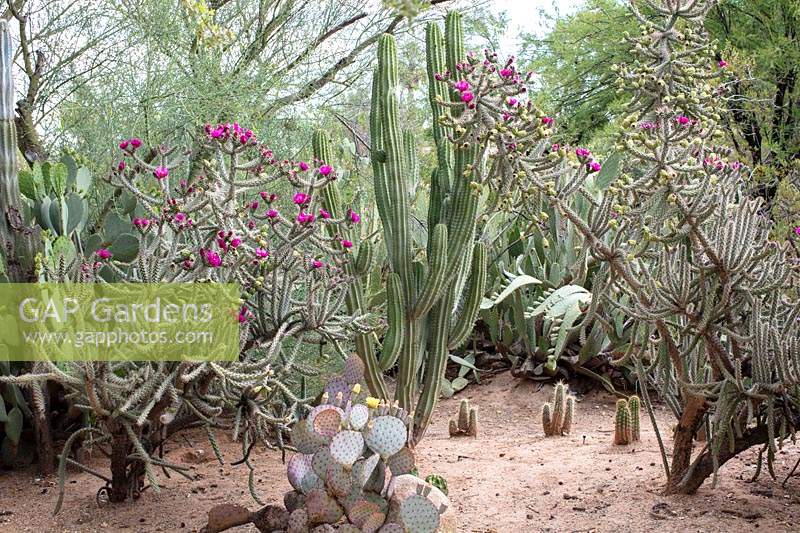 Private desert cactus garden with Cylindropuntia Imbricata 'Tree cholla, walking stick cholla', Stenocereus thurberi 'Organ pipe cactus' and Opuntia santa-rita 'prickly pear'. Arizona, US.