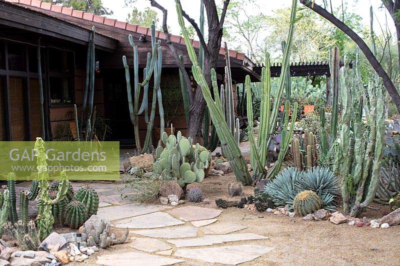 Private desert cactus garden with Pachycereus schottii, 'Senita', Pachycereus schottii var monstrose 'totem pole cactus', Opuntia spp. 'Prickly pear' Mammilaria spp., Ferocactus spp, Echinocerus spp and Agave spp.
