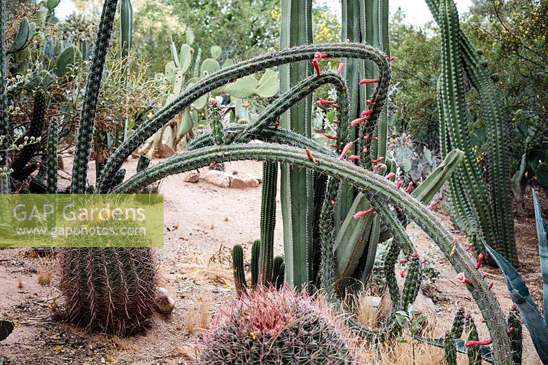 Private desert cactus garden with cacti including flowering Stenocereus alamosensis - Octopus Cactus and Ferocactus - Barrel Cactus