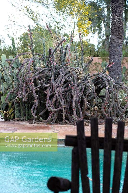 View across swimming pool to private desert cactus garden with cacti including Stenocereus alamosensis - Octopus Cactus