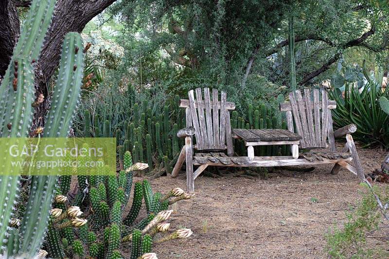 Rustic wooden chairs and table combo in desert cactus garden, with Peniocereus greggii - Arizona Queen-of-the-night Cactus in the foreground
