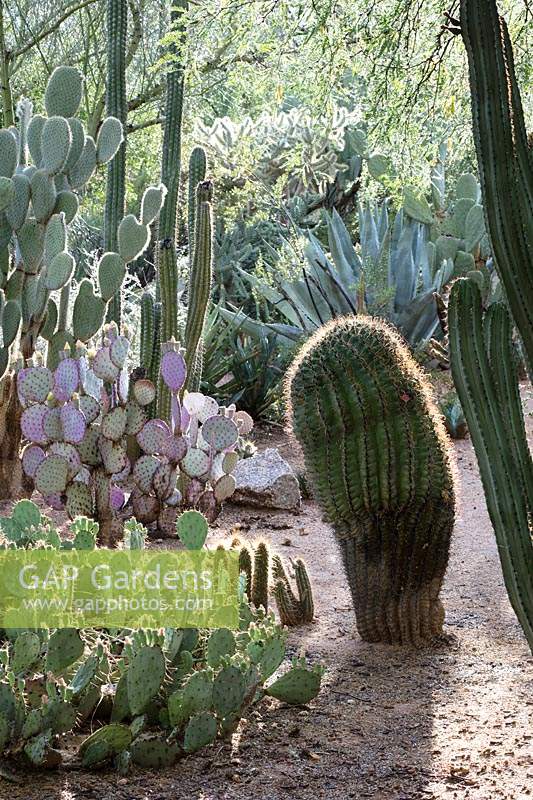 Desert cactus garden with Opuntia, Echinocereus and Ferocactus