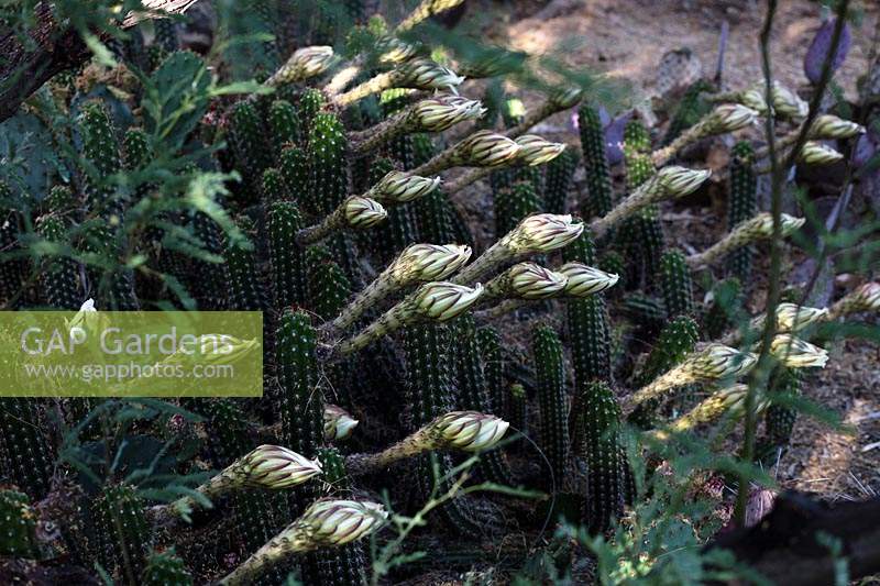 Peniocereus greggii - Arizona Queen-of-the-night - in desert cactus garden 