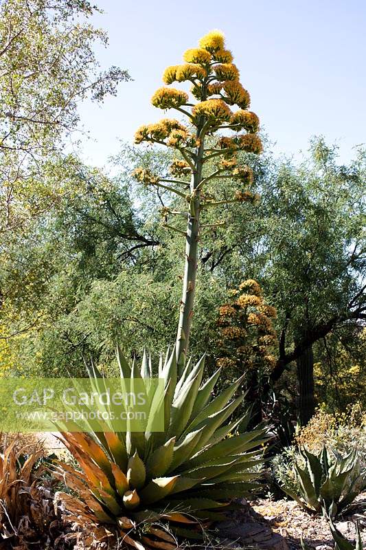 Agave shawii goldmaniana - Shaw's Agave - flowering in desert landscape