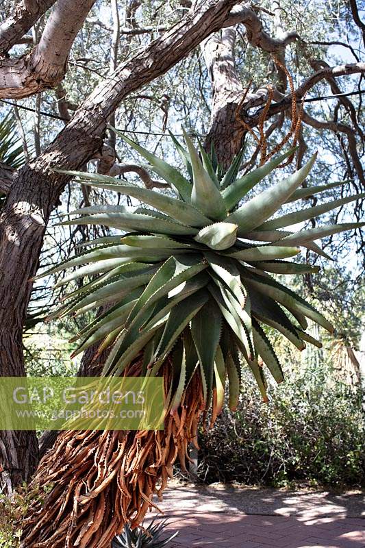 Aloe ferox  - Aloe - under tree near a path