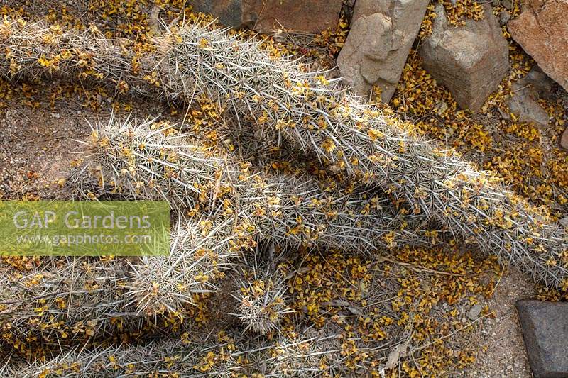 Stenocereus eruca  - Creeping Devil - the spent blossoms of Cercidium microphyllum - Palo Verde Tree - are spread across the surface of the cactus