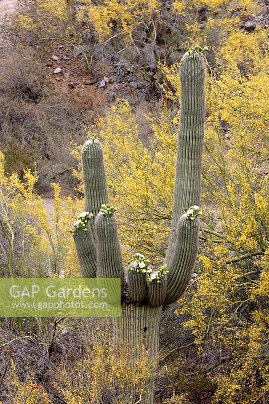 Desert landscape with flowering Carnegiea gigantea  - Saguaro Cactus and Cercidium microphyllum  - Foothills Palo Verde Tree