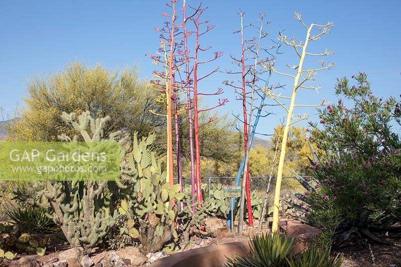 Private desert cactus and succulent garden featuring Agave, Yucca and Cacti. The flowering spikes of the Agave parryi have been painted bright colours.