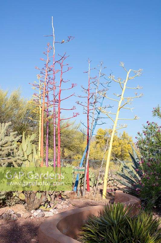 The flowering spikes of the Agave parryi have been painted bright colours, in a dry garden