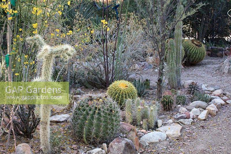 Private desert cactus and succulent garden with Ferocactus - Barrel Cactus, Opuntia bigelovia  - Teddy Bear Cholla and Echinoceros - Hedgehog Cactus