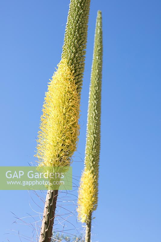 Agave ocahui flower spike against a blue sky