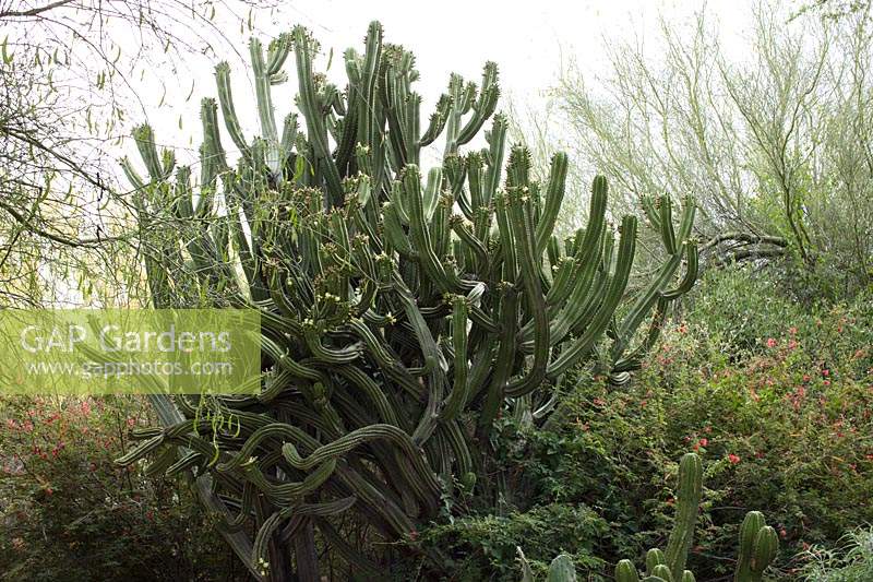 Ploaskia chichipe 'Chichipe cactus', Tohono Chul Botanica Gardens, Tucson, Arizona, US.