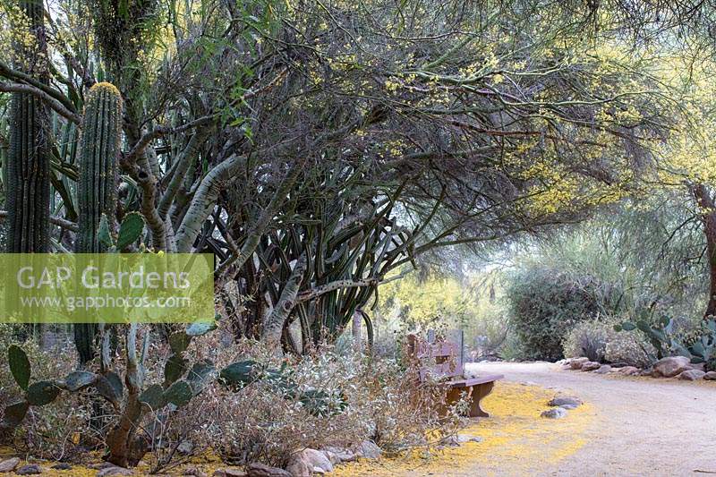 Park bench in a border containg Carnegiea gigantea 'Saguaro cactus', Opuntia spp. 'Prickly pear cactus' and Cercidium microphyllum 'Palo verde tree'. Tohono Chul Botanica Gardens, Tucson, Arizona, US.