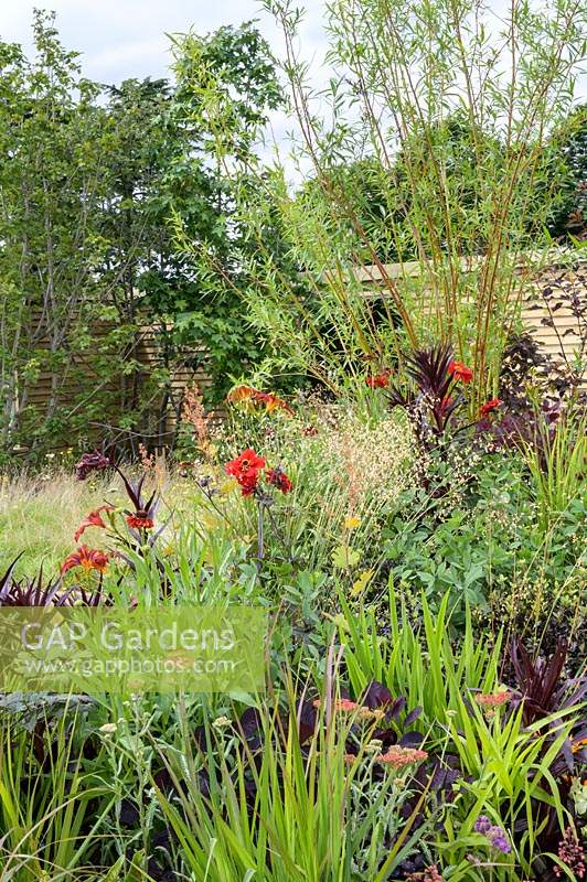 Coppiced Salix - willow with perennials and grasses - Believe in Tomorrow Garden - RHS Hampton Court  Palace Garden Festival 2019 