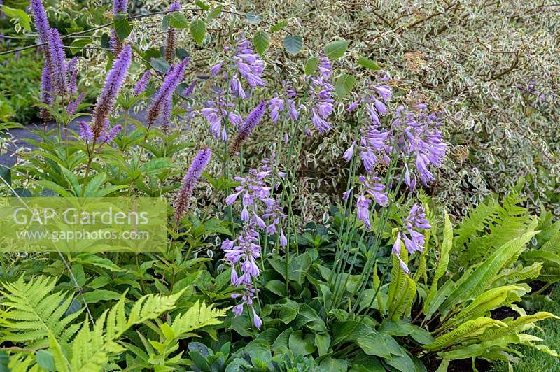 Farfugium japonicum 'Giganteum' with purple flowering Hosta 'Devon Green' in The Smart Meter Garden. RHS Hampton Court Palace Garden Festival, 2019.
