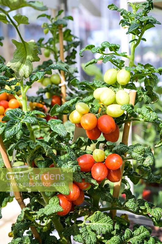 Solanum lycopersicum - Tomato 'Patio Plum' 