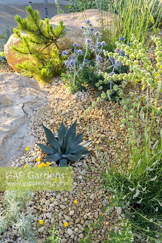 Drought-tolerant planting in gravel with Agave and Eryngium in The Thames Water Flourishing Future Garden. RHS Hampton Court Palace Garden Festival, 2019.