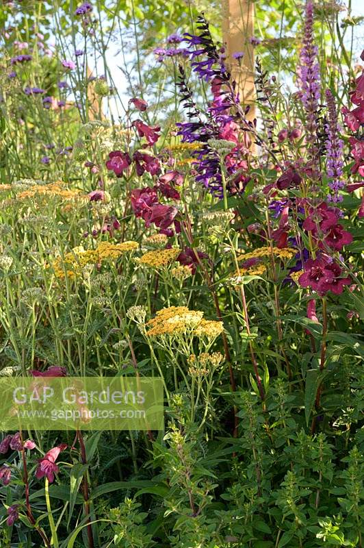 Planting with Penstemon 'Raven' and Salvia 'Amistad' in The Cancer Research UK Pledge Pathway to Progress - RHS Hampton Court  Palace Garden Festival, 2019.