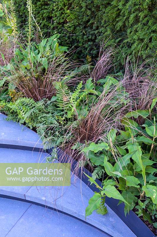 Steps of spiralling pathway with groundcover planting of Carex buchananii with ferns - The Cancer Research UK Pledge Pathway to Progress. RHS Hampton Court Palace Garden Festival, 2019.

