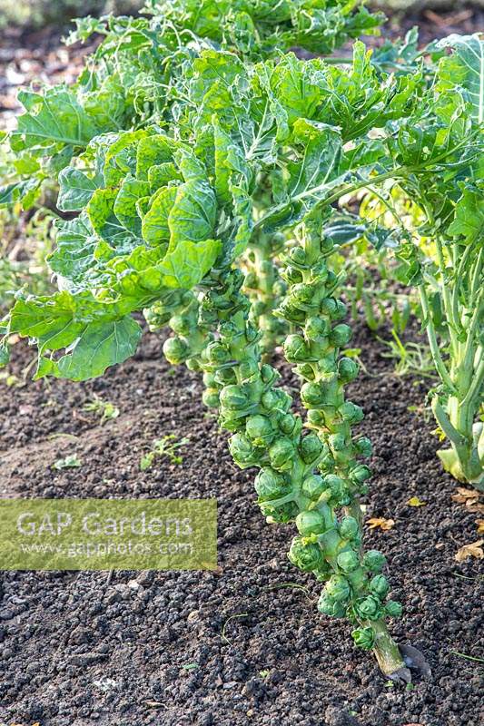 Brussel Sprout 'Trafalgar' ready to harvest