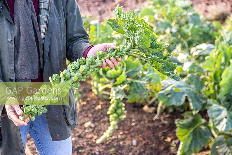 Woman holding a harvested stalk of Brussel Sprouts 'Trafalgar'.