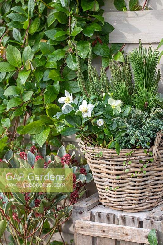 Wicker basket planted with Helleborus niger and mixed miniature conifers, Skimmia 'Perosa' in container to the left. 