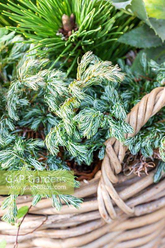 Wicker basket with mix of miniature conifers. 